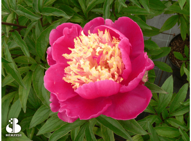 Paeonia lactiflora   'Spiffy'